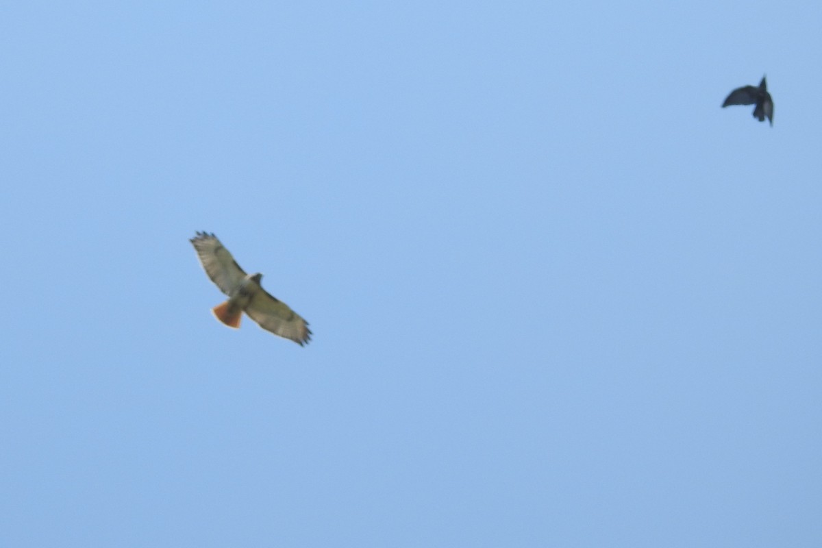 Red-tailed Hawk - ML639958464