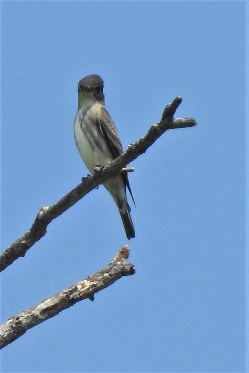 Olive-sided Flycatcher - ML639958478