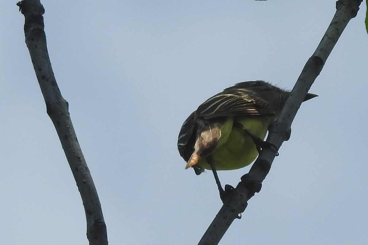 Great Crested Flycatcher - ML639958484