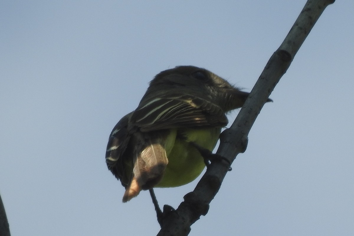 Great Crested Flycatcher - ML639958486