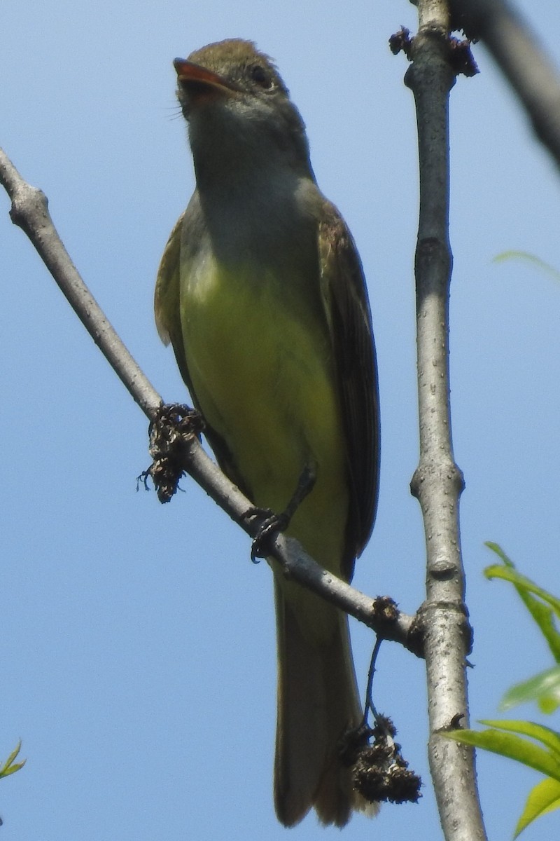 Great Crested Flycatcher - ML639958487