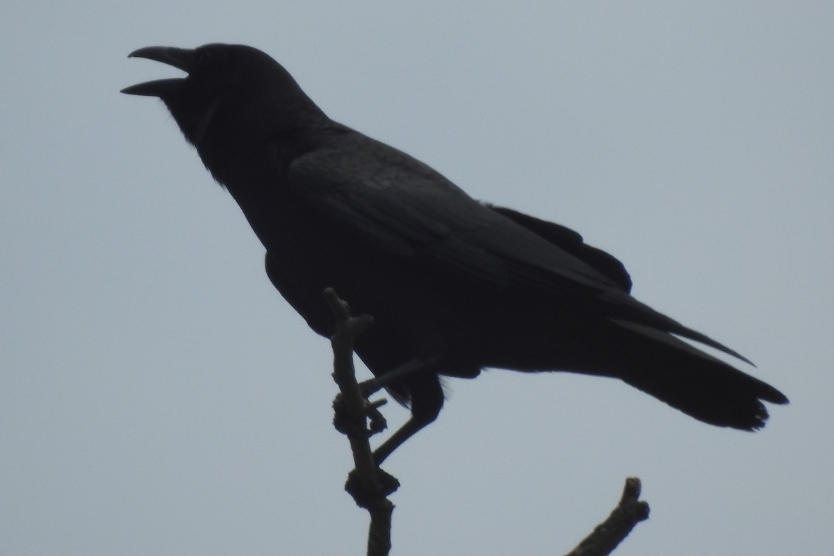 American Crow - ML639958497