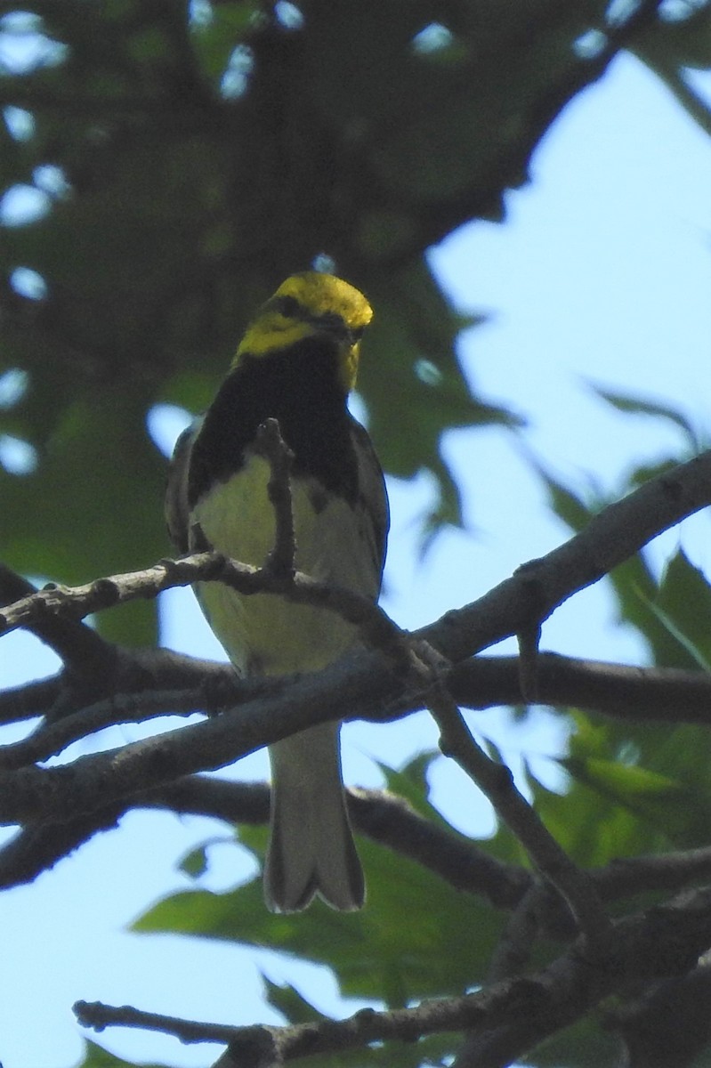 Black-throated Green Warbler - ML639958501