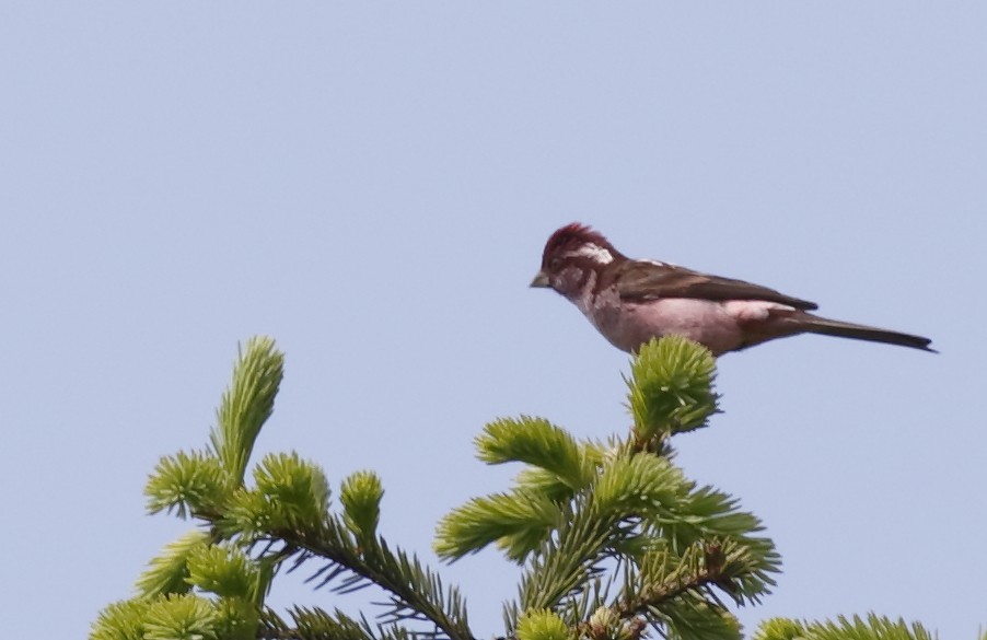 Sharpe's Rosefinch - ML63995851