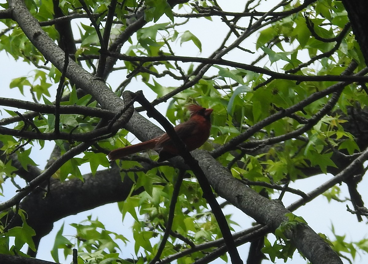 Northern Cardinal - ML639958511