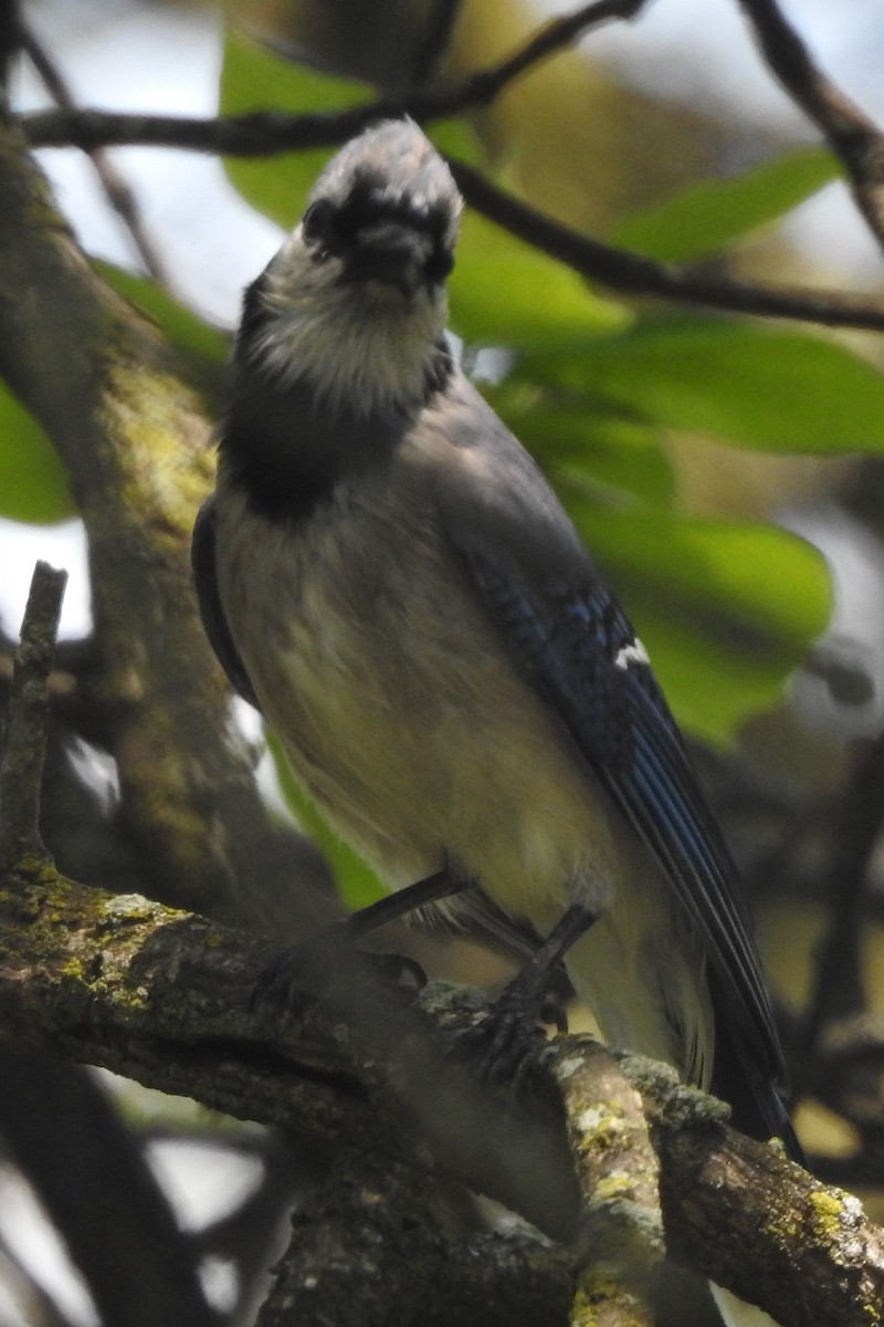 Blue Jay - ML639958527