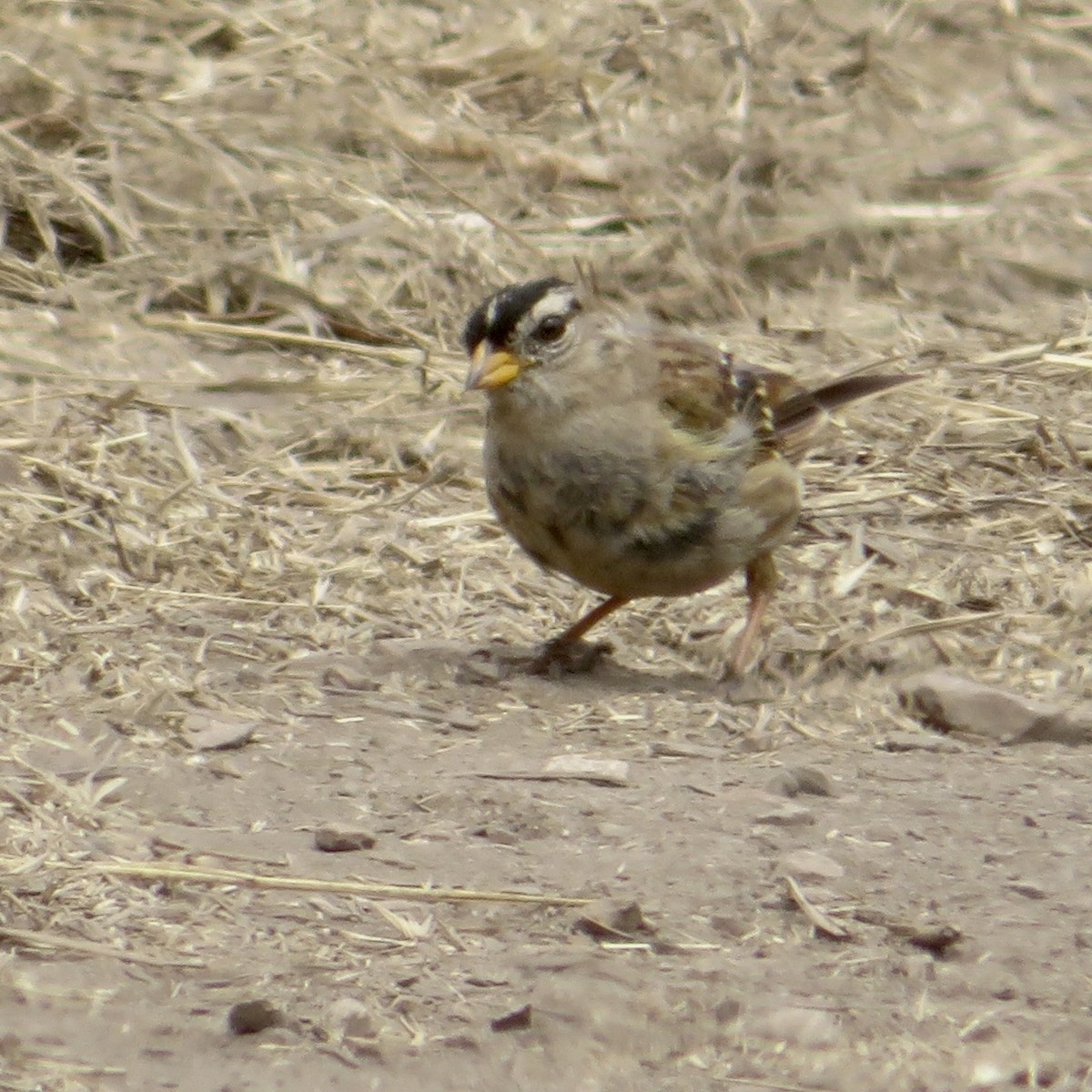 White-crowned Sparrow - ML639958528
