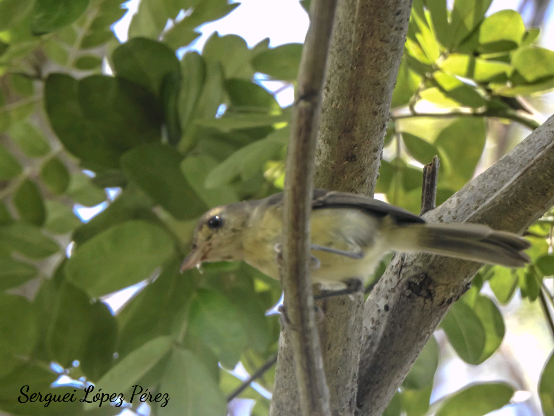Vireo Cubano - ML639958563