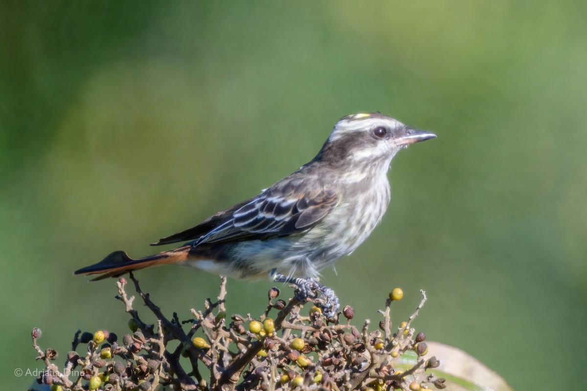 Variegated Flycatcher - ML639958569