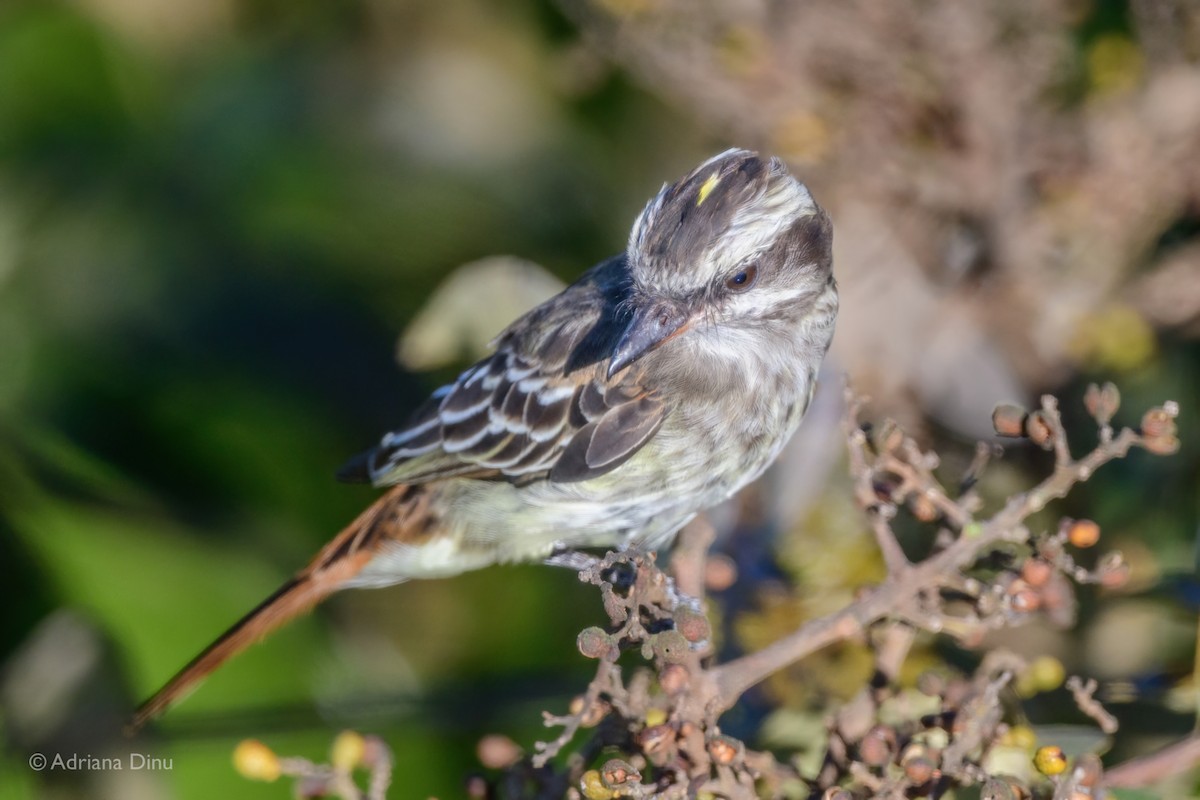Variegated Flycatcher - ML639958570