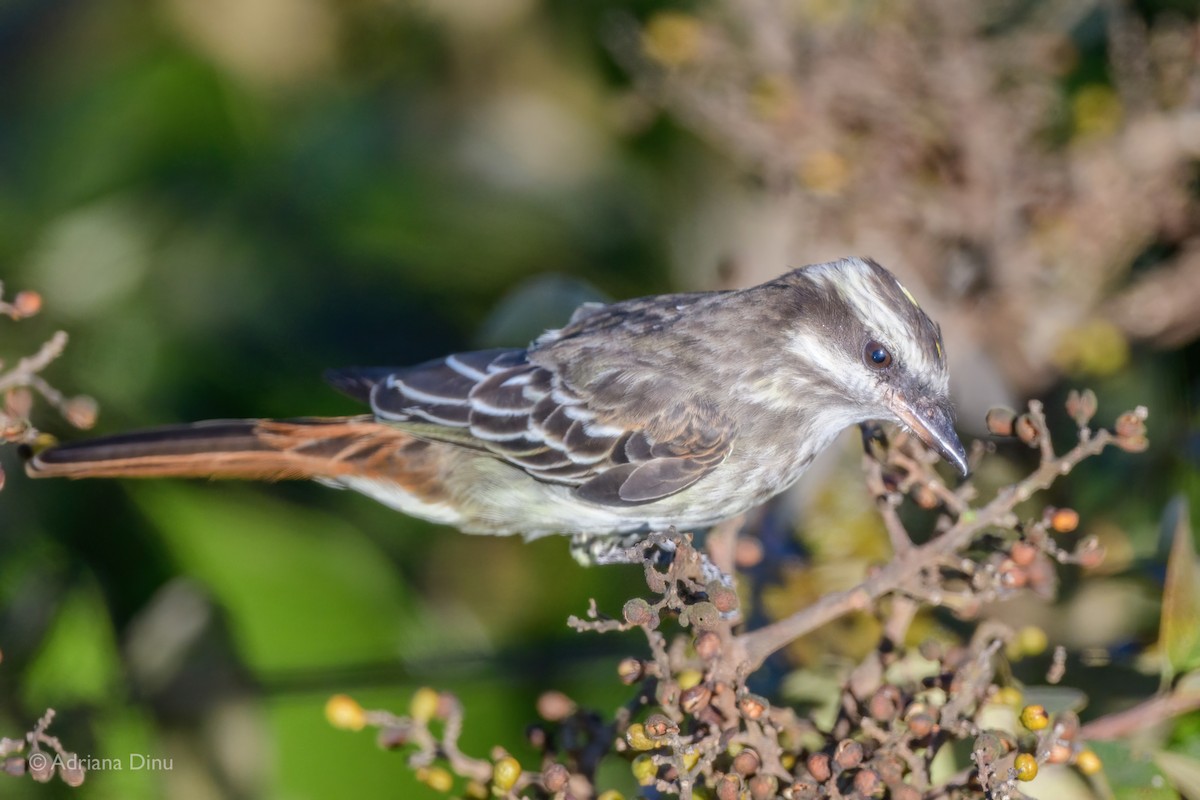 Variegated Flycatcher - ML639958571