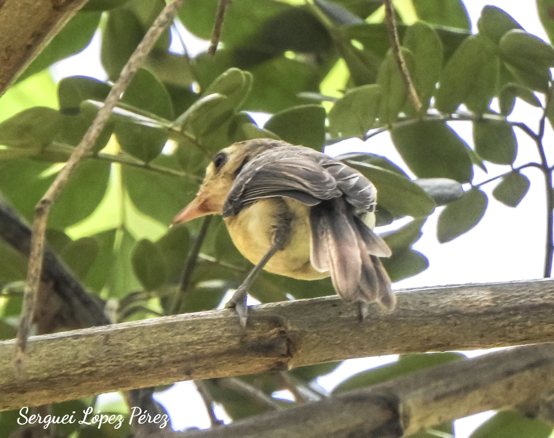 Vireo Cubano - ML639958582