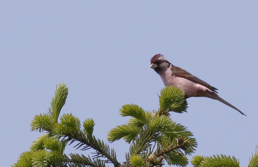 Sharpe's Rosefinch - ML63995861