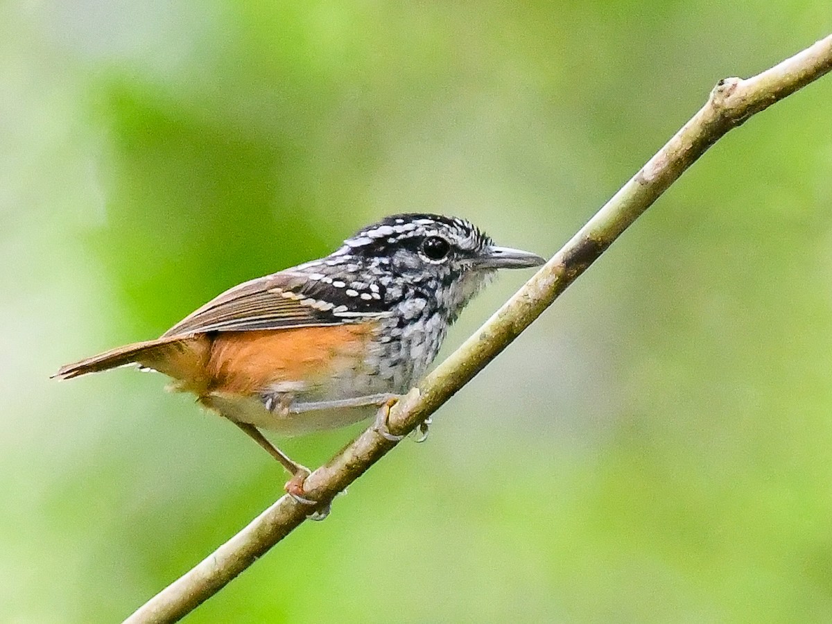 Manicore Warbling-Antbird - ML639958634