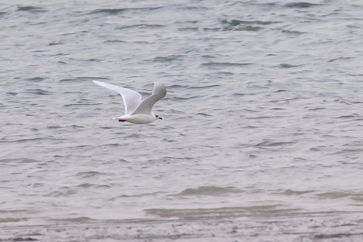 Mediterranean Gull - ML639958659