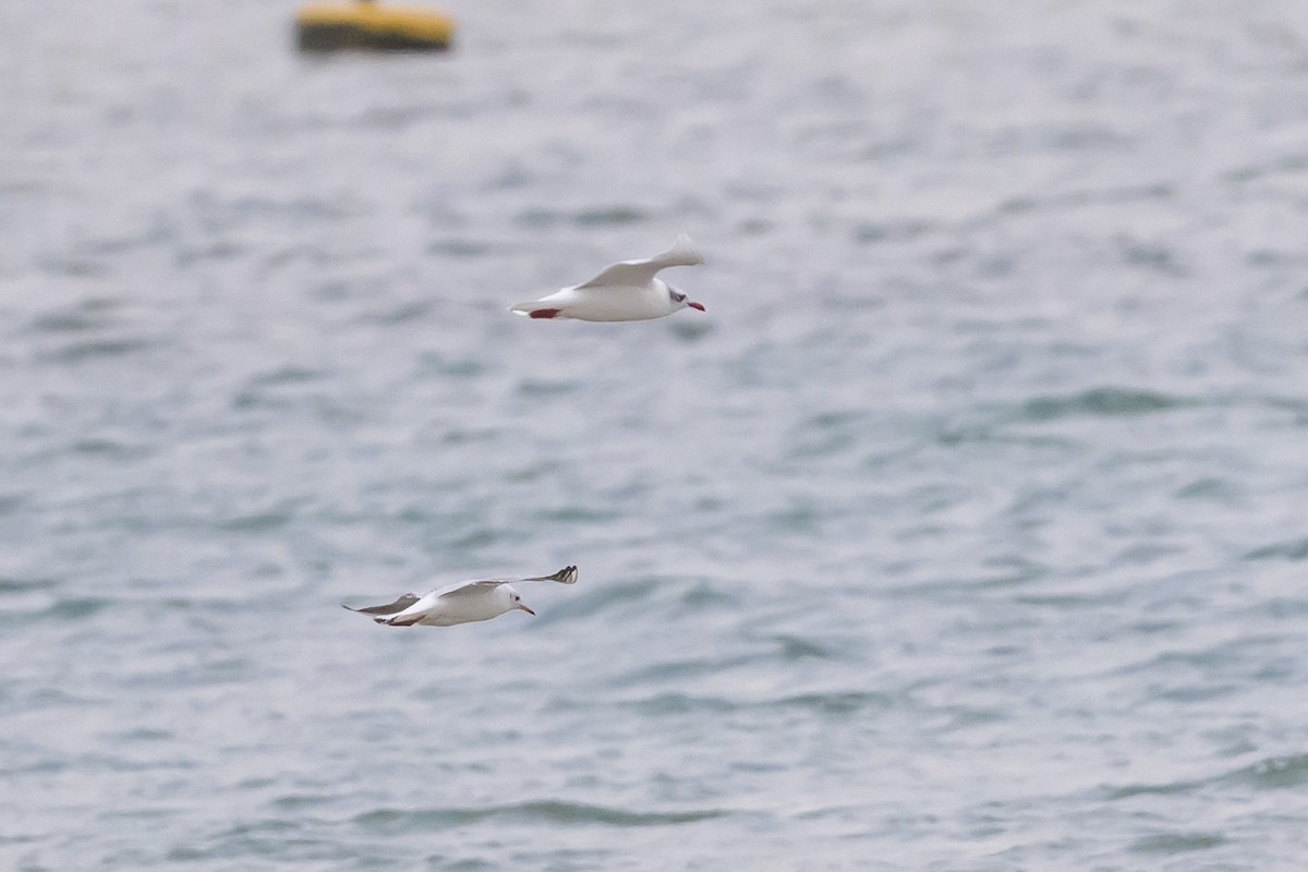 Mediterranean Gull - ML639958660
