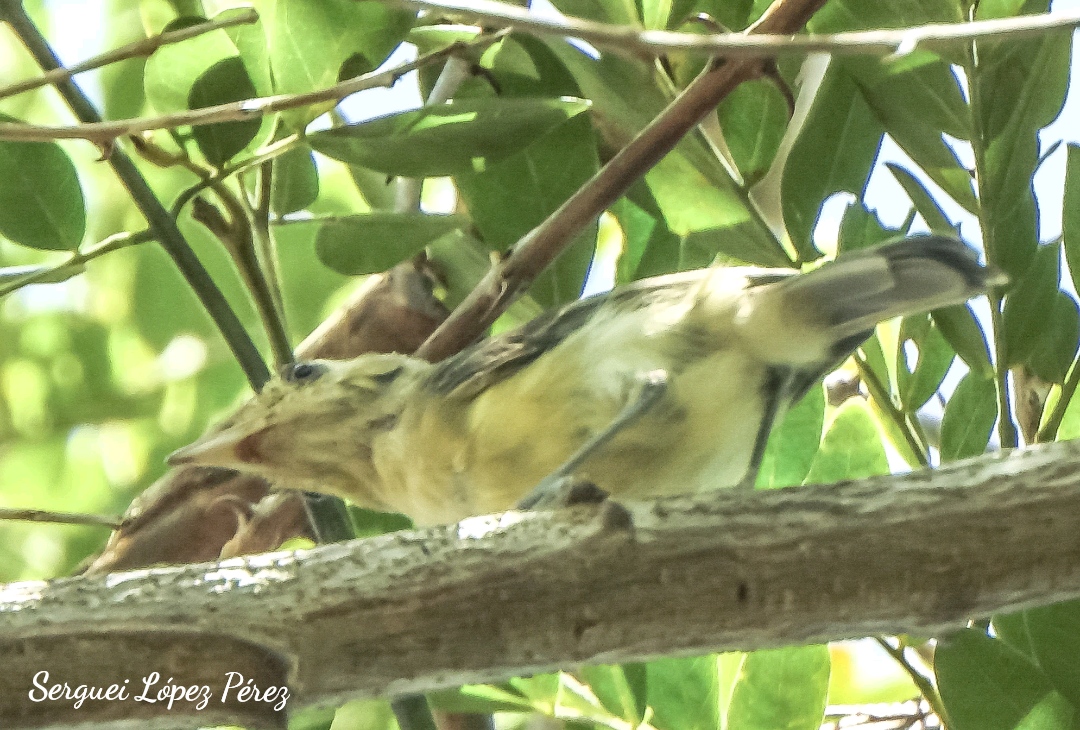 Vireo Cubano - ML639958689