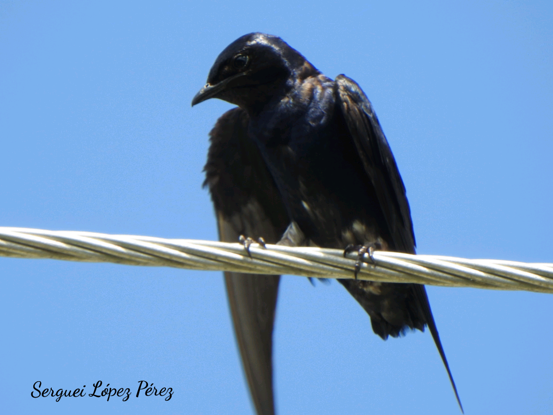 Cuban Martin - ML639958696