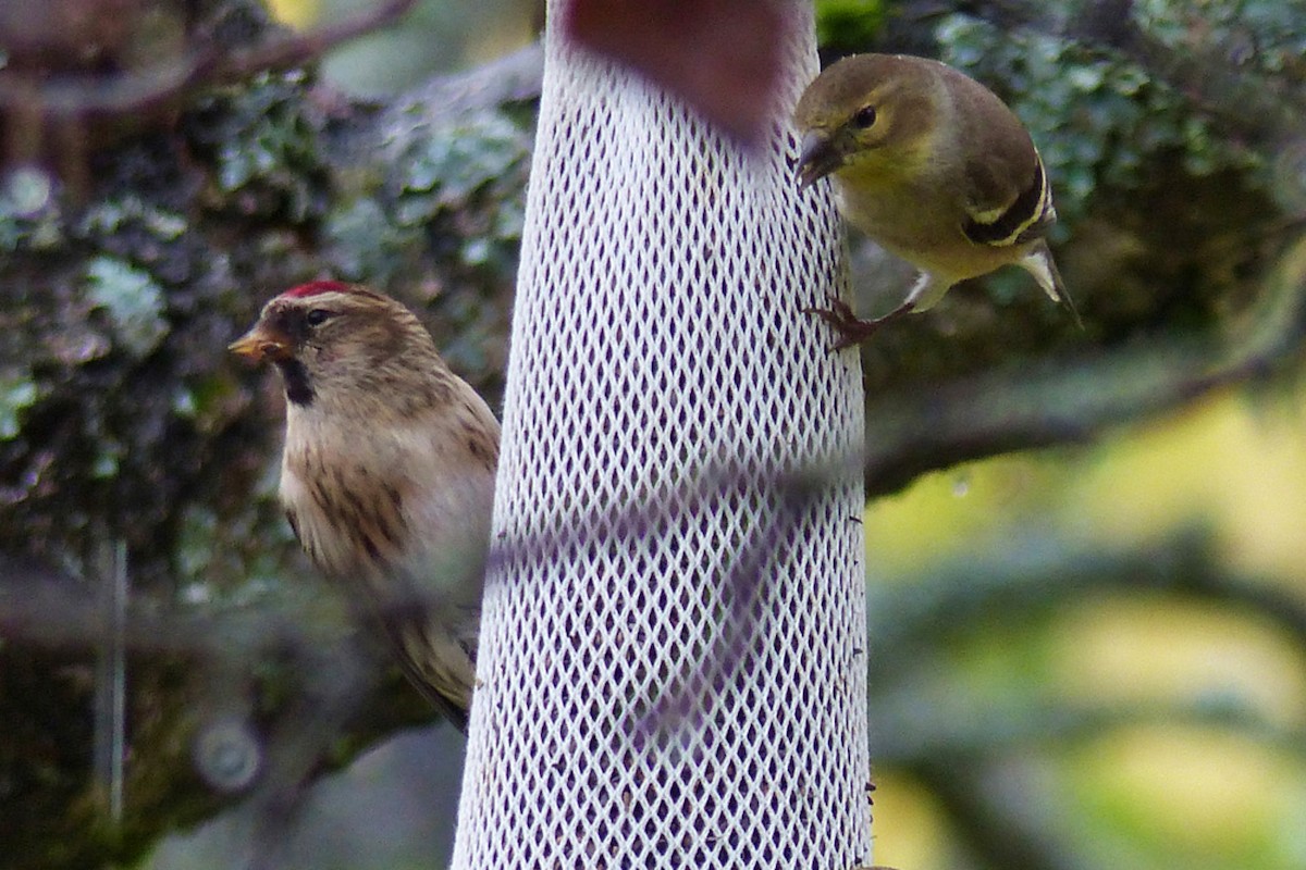 Redpoll (Common) - ML639958703
