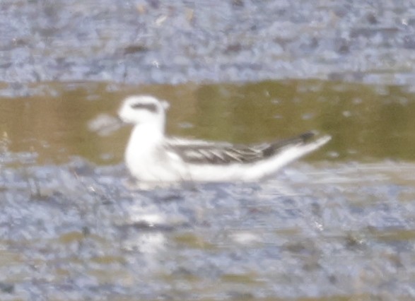 紅領瓣足鷸 - ML639958800