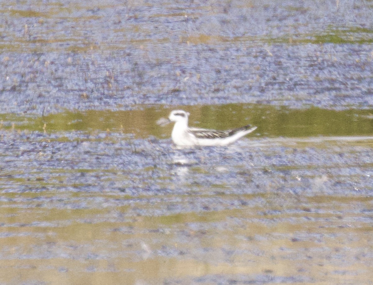 紅領瓣足鷸 - ML639958801