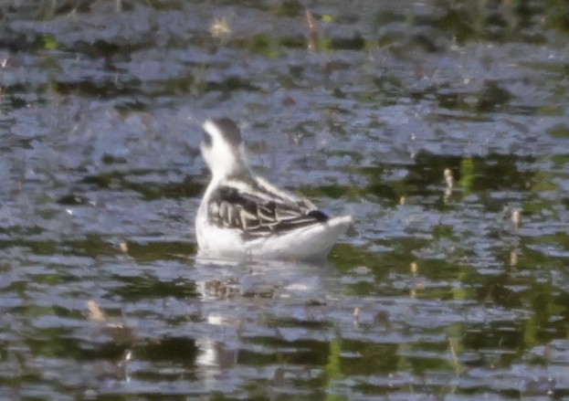 紅領瓣足鷸 - ML639958802