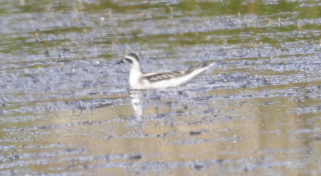 紅領瓣足鷸 - ML639958803