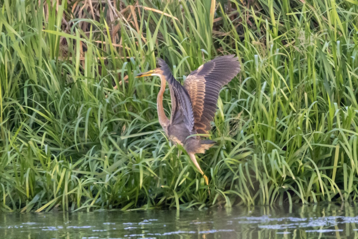 Purple Heron - ML639958900