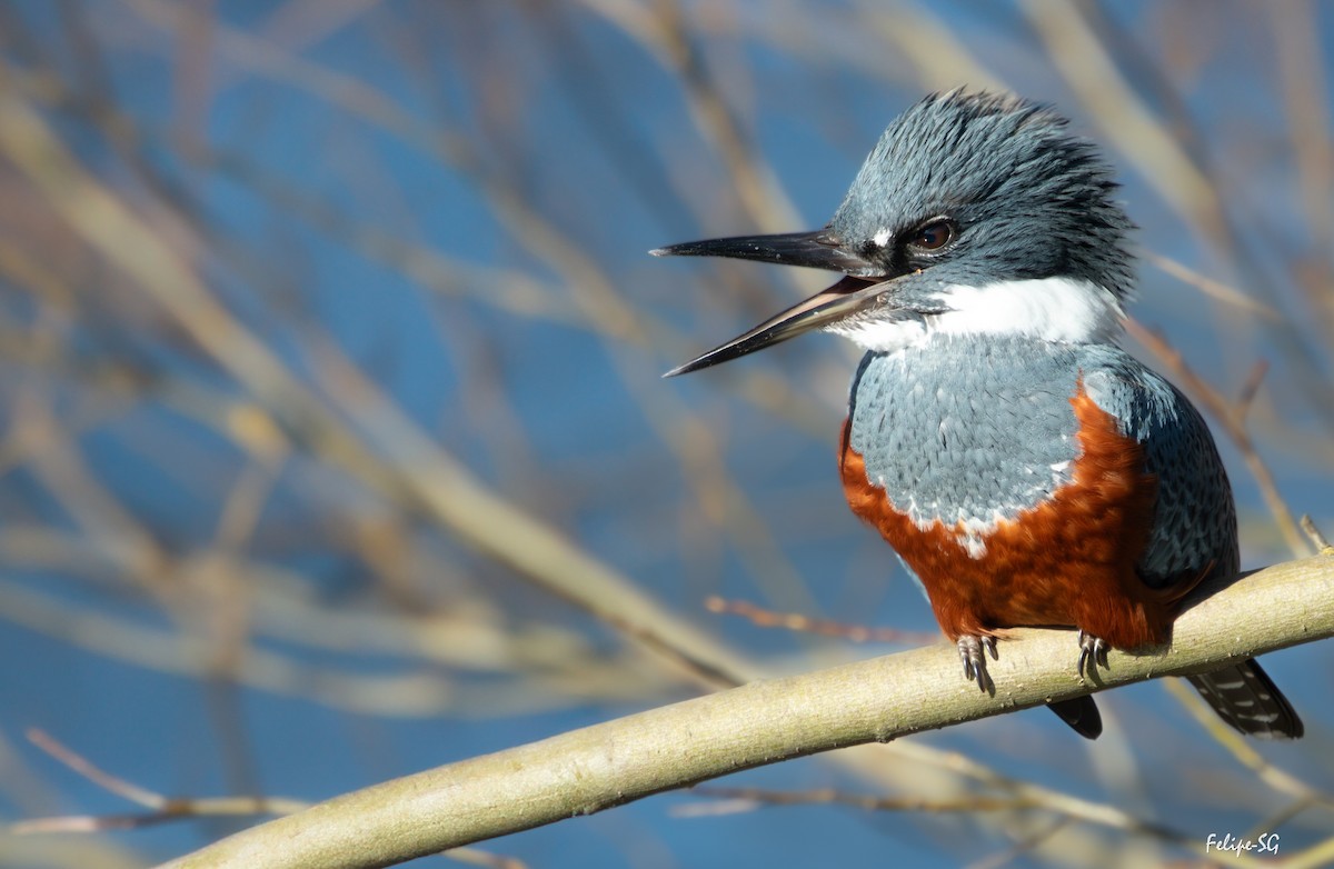 Ringed Kingfisher - ML639958985