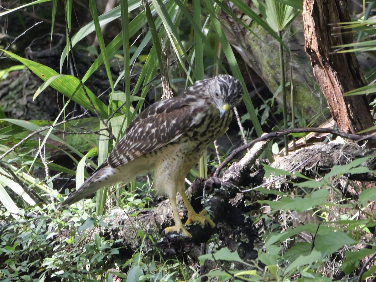 Red-shouldered Hawk - ML639959067