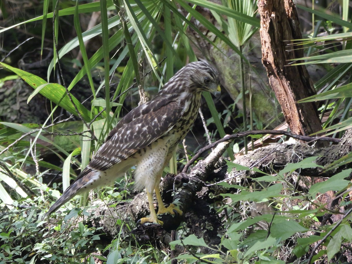 Red-shouldered Hawk - ML639959068