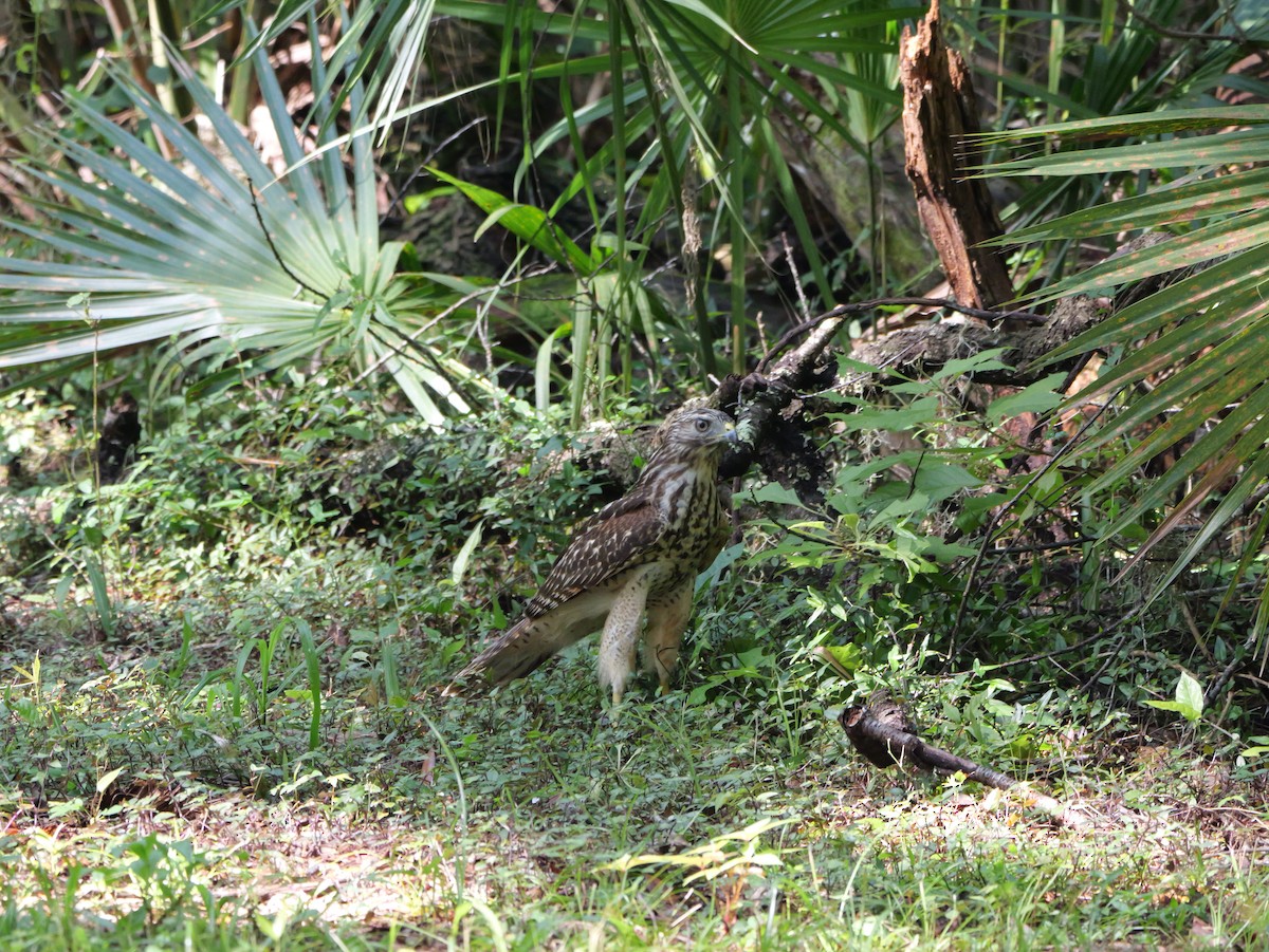 Red-shouldered Hawk - ML639959069