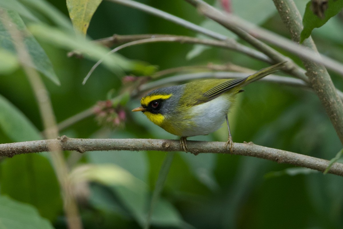 Black-faced Warbler - ML639959136
