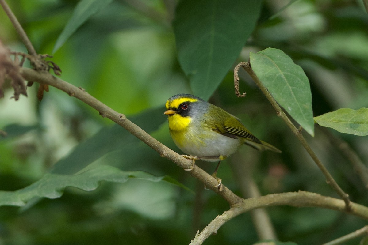 Black-faced Warbler - ML639959138