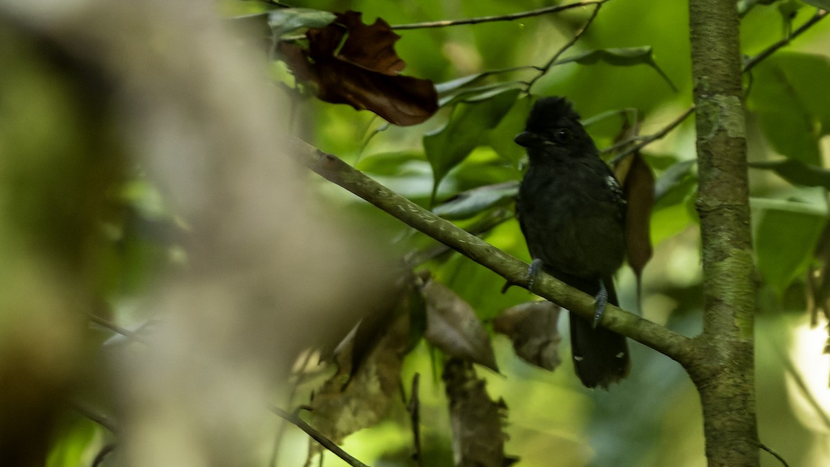 White-shouldered Antshrike - ML639959172