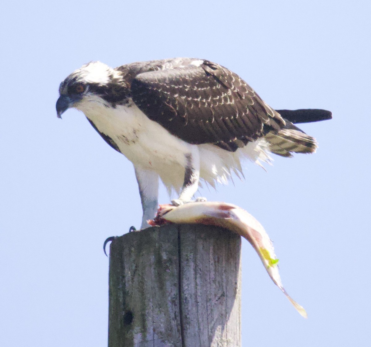 魚鷹 - ML639959173