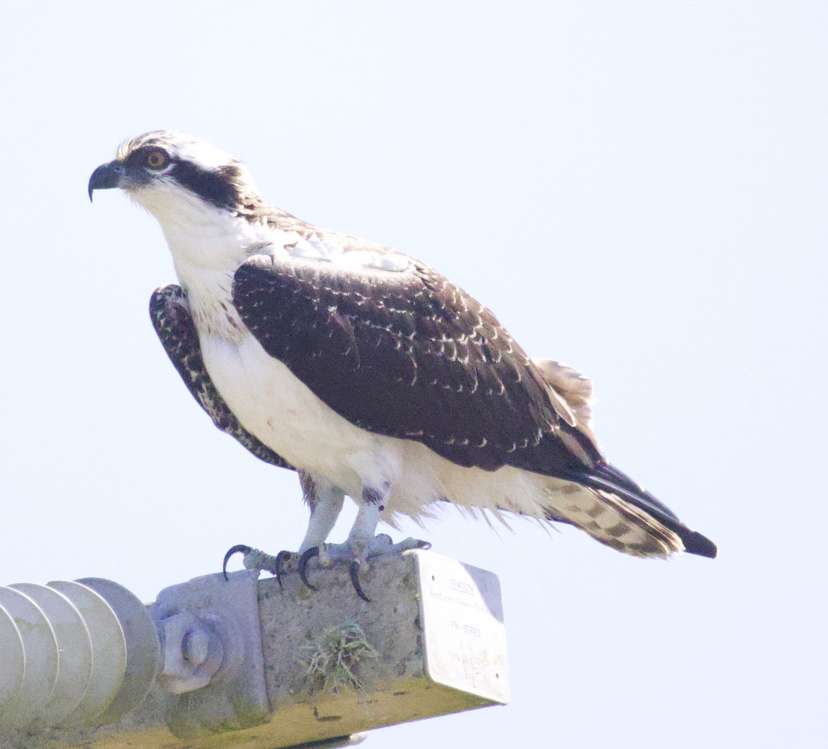 魚鷹 - ML639959174