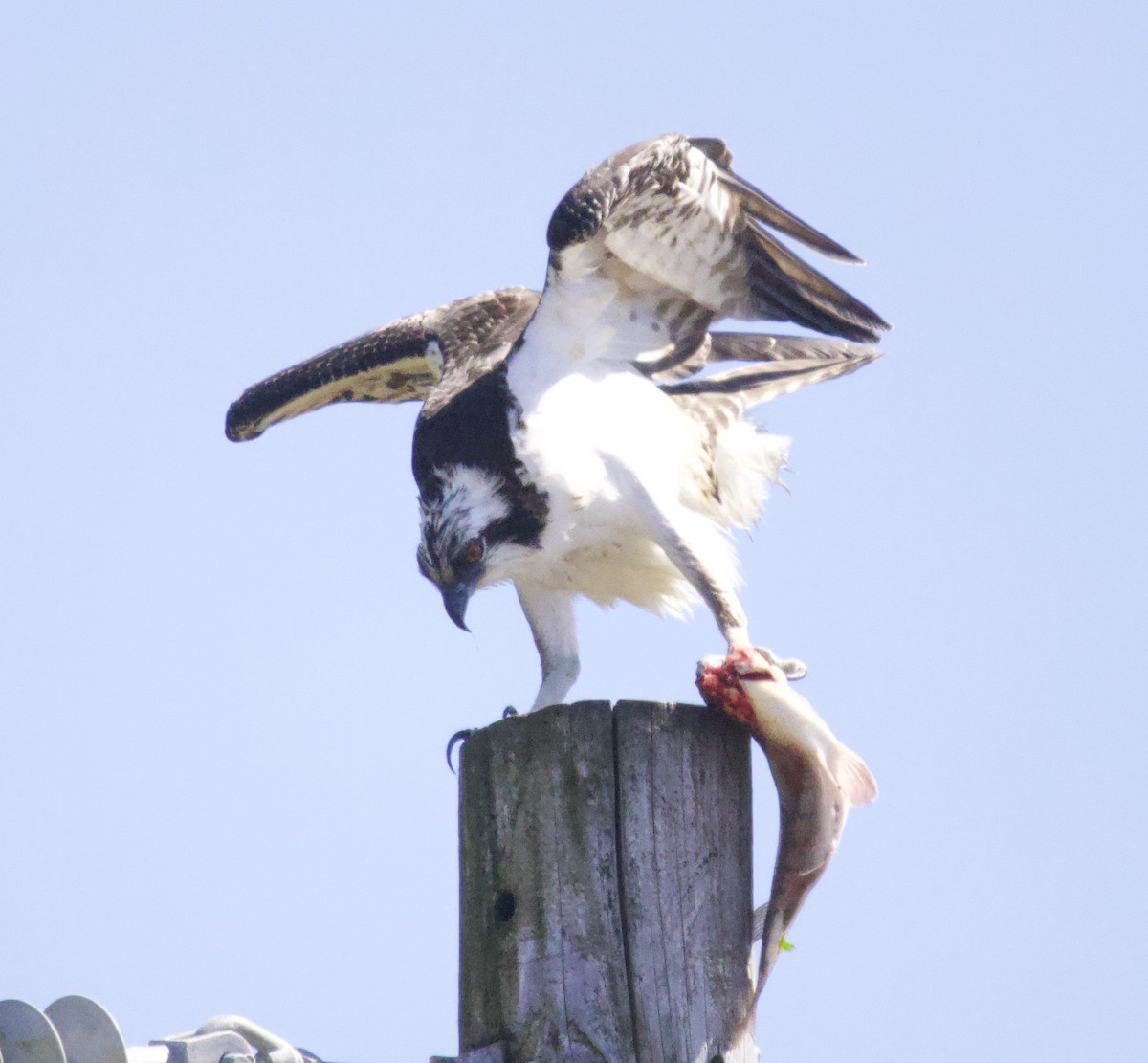 魚鷹 - ML639959175