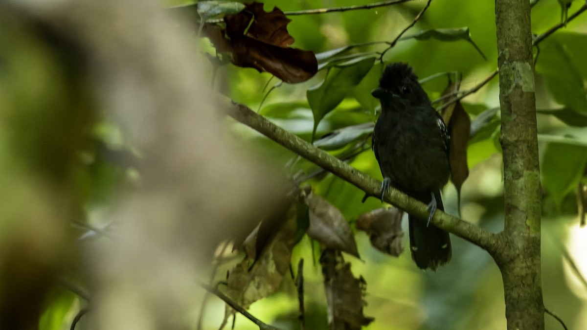 White-shouldered Antshrike - ML639959179