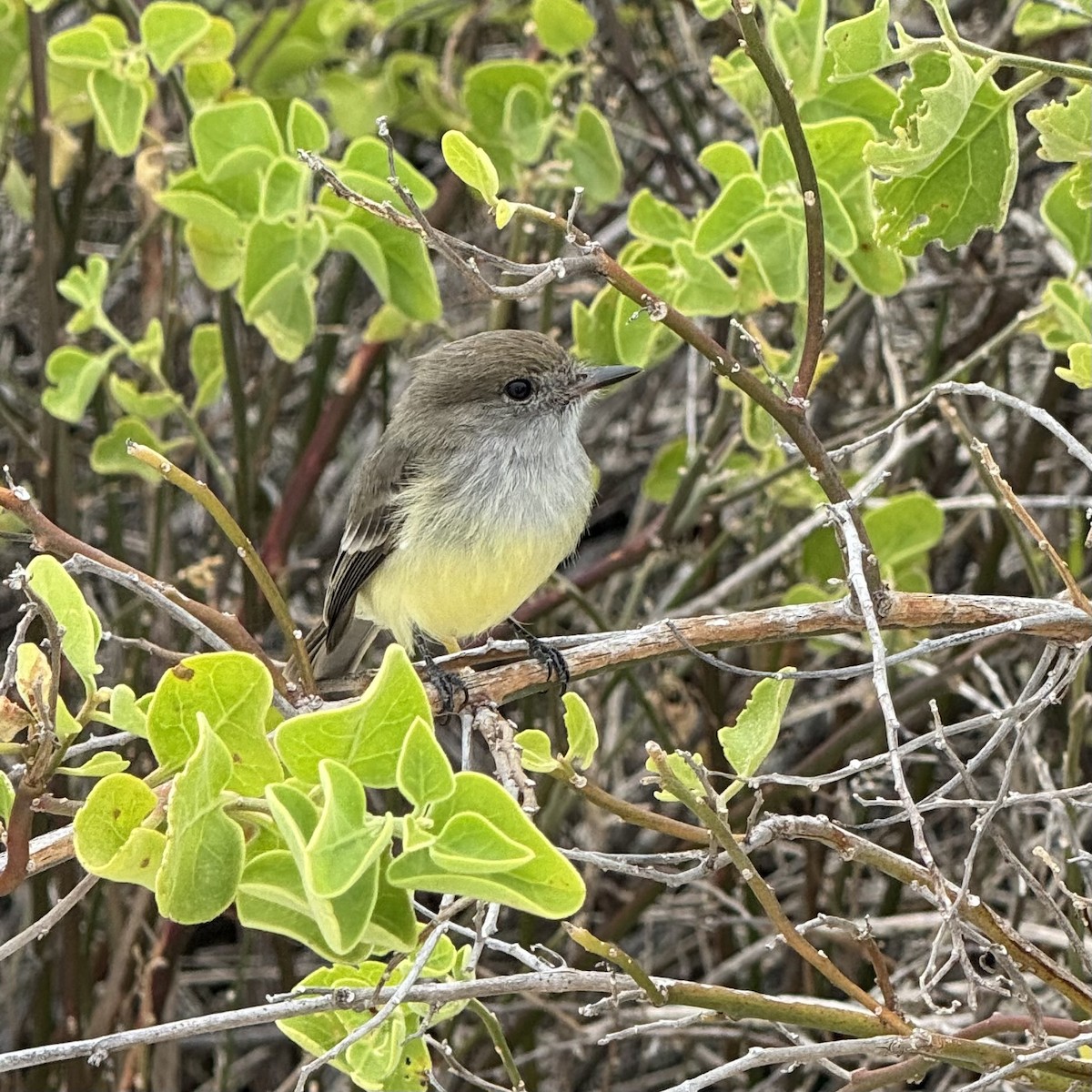 Tyran des Galapagos - ML639959318