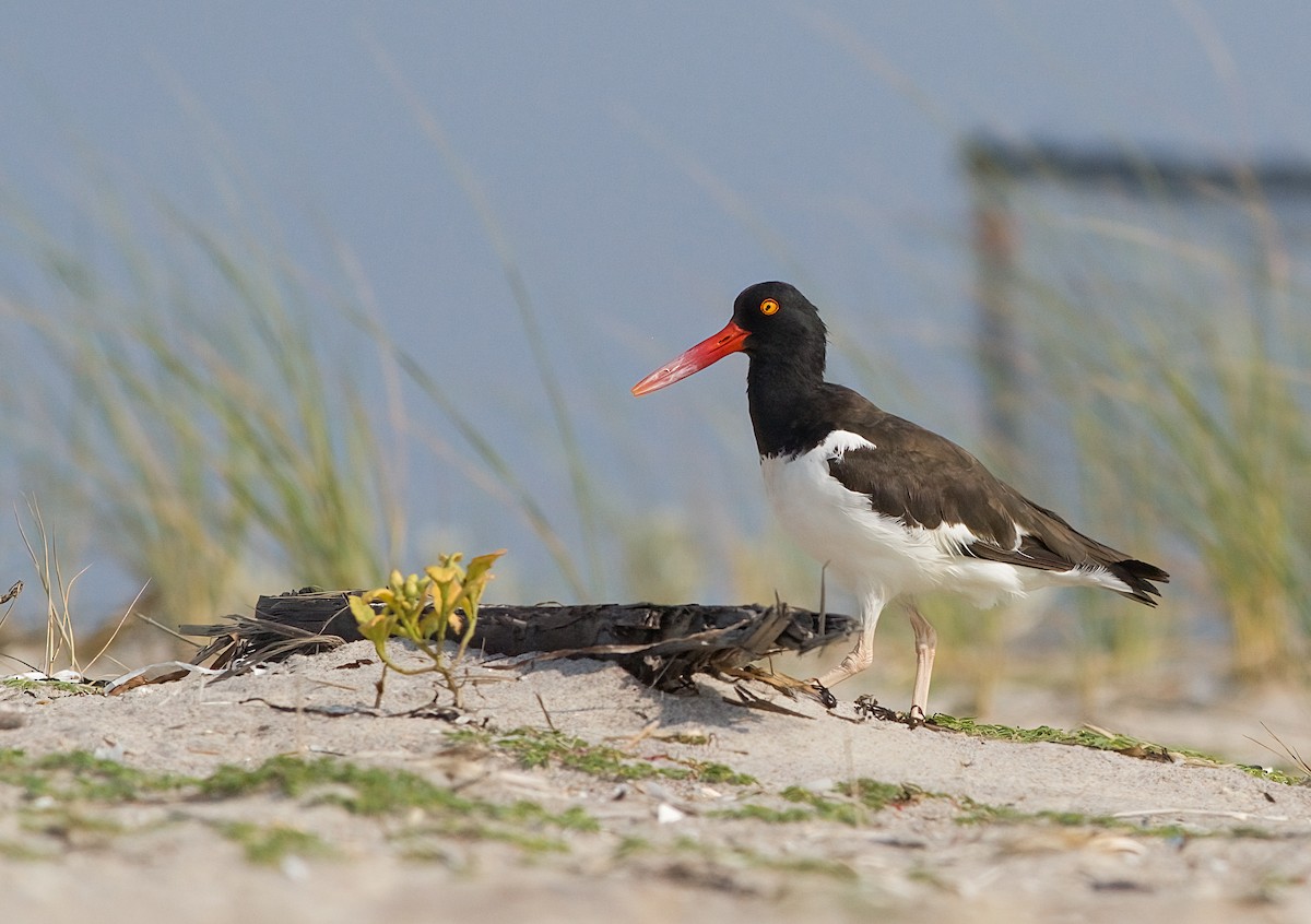American Oystercatcher - ML639959359