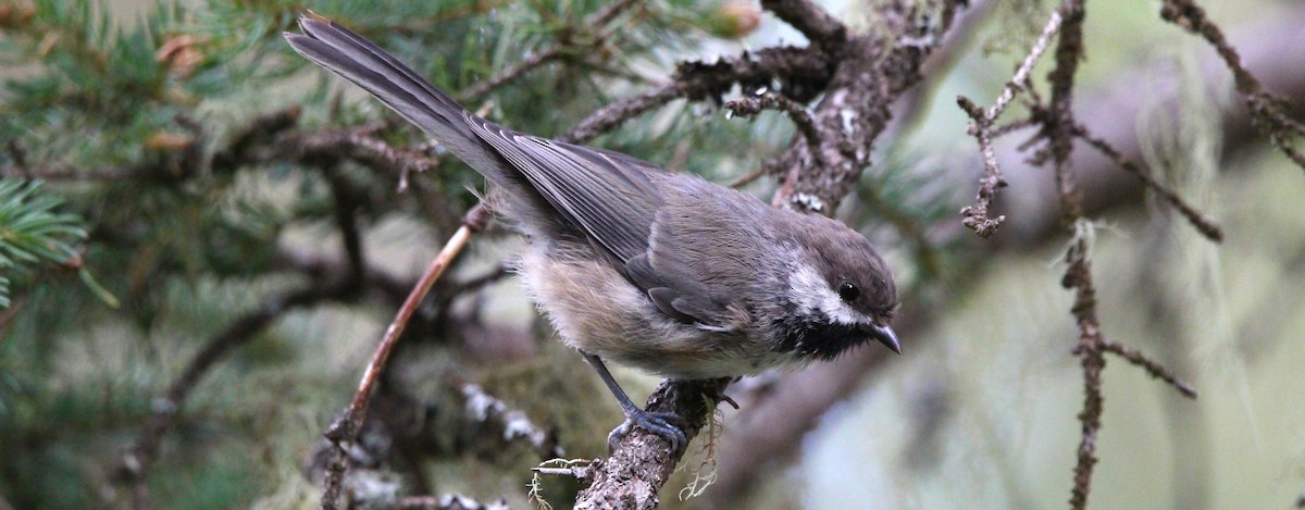 Boreal Chickadee - ML639959440