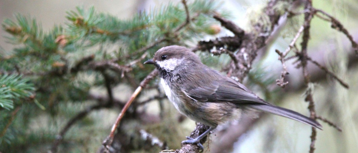 Boreal Chickadee - ML639959441
