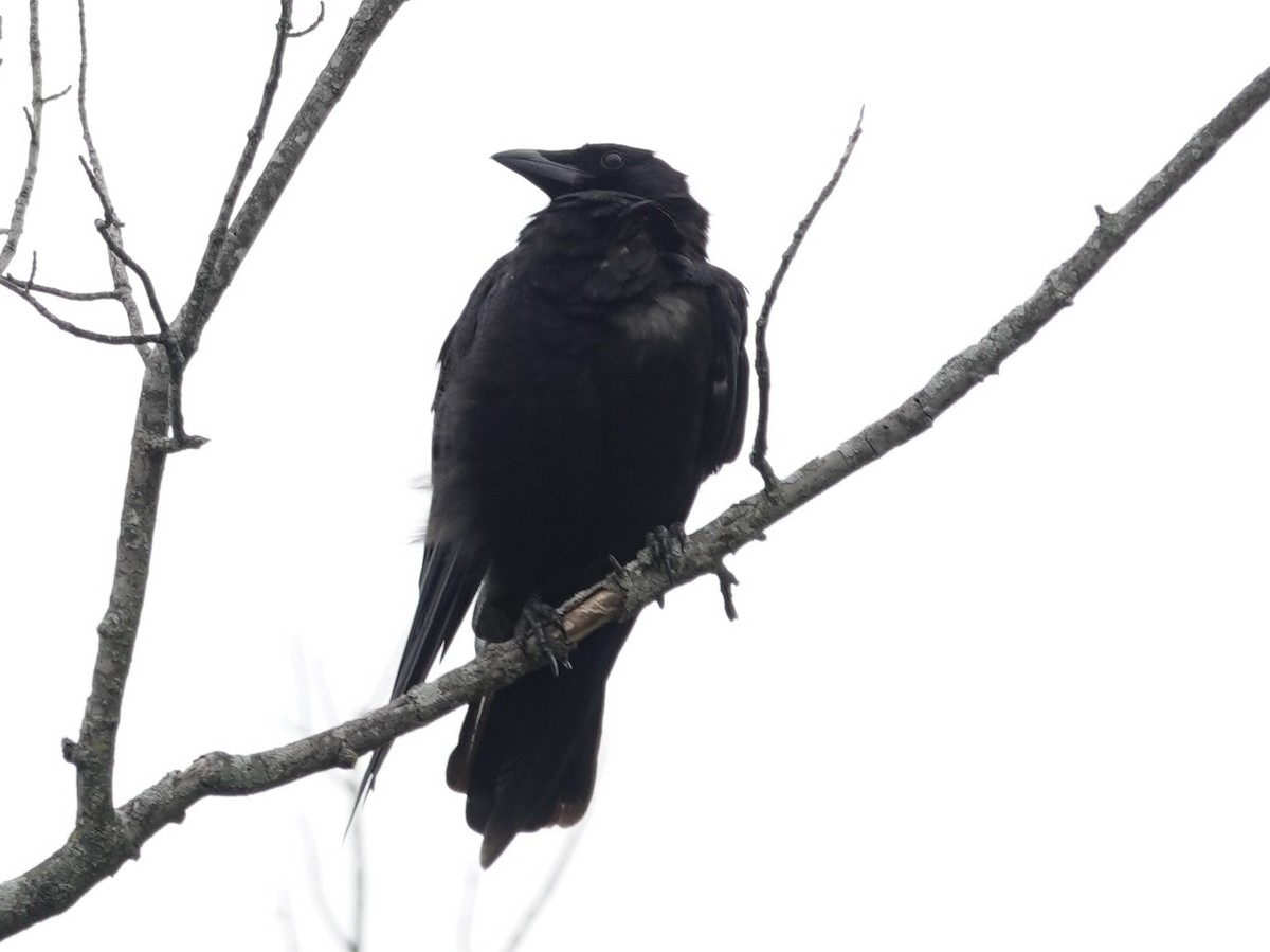 American Crow - ML639959488