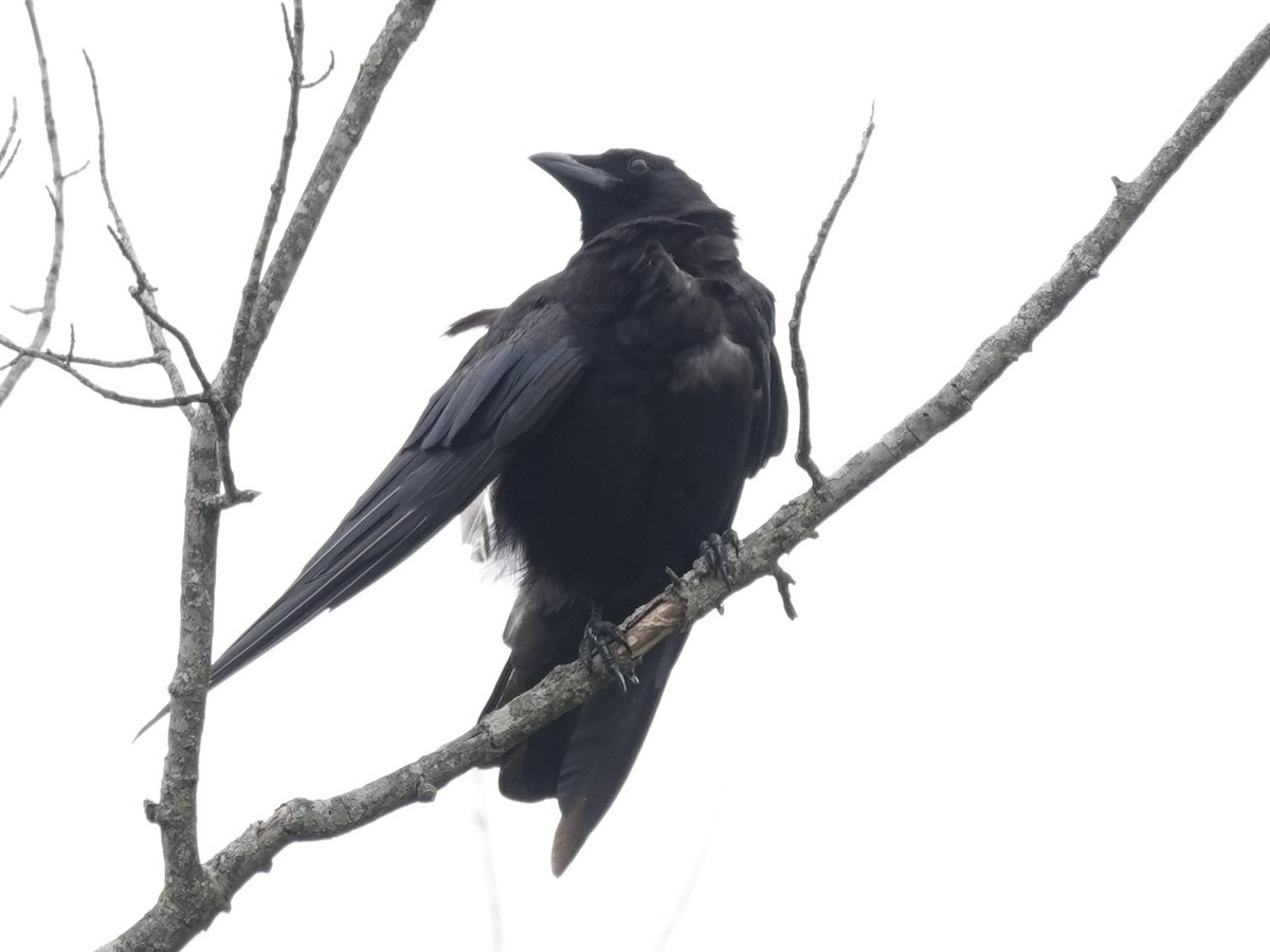 American Crow - ML639959489