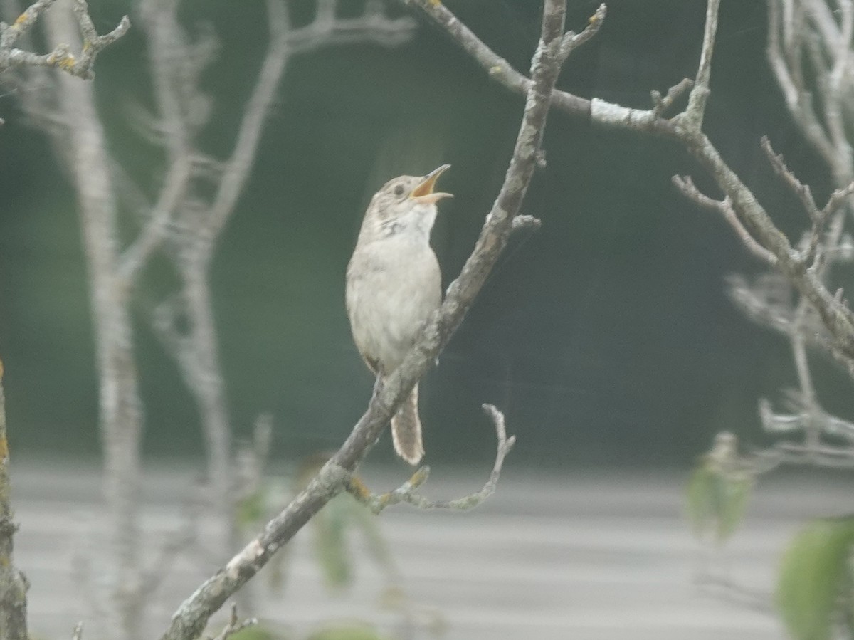 Northern House Wren - ML639959497