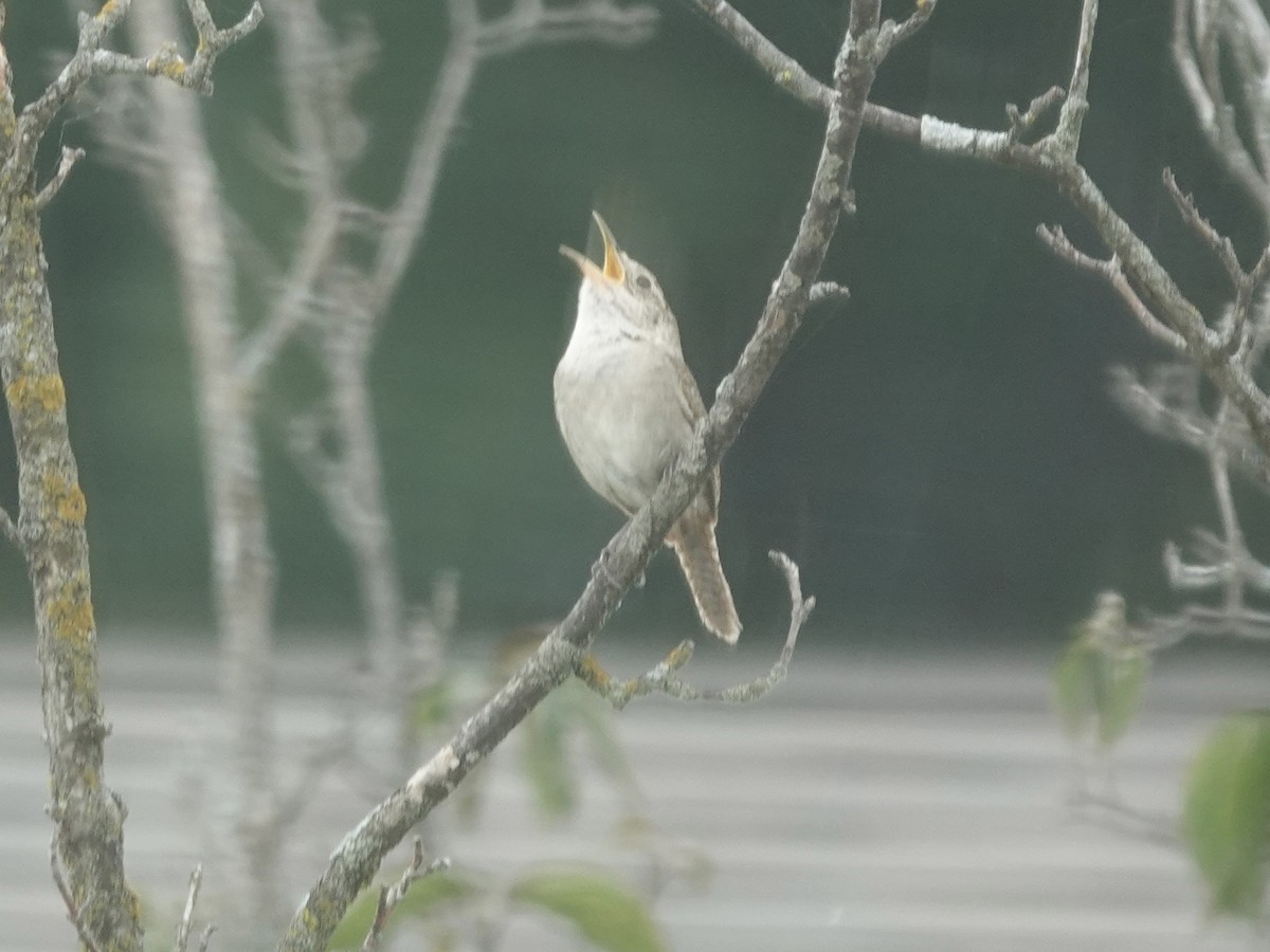 Northern House Wren - ML639959498