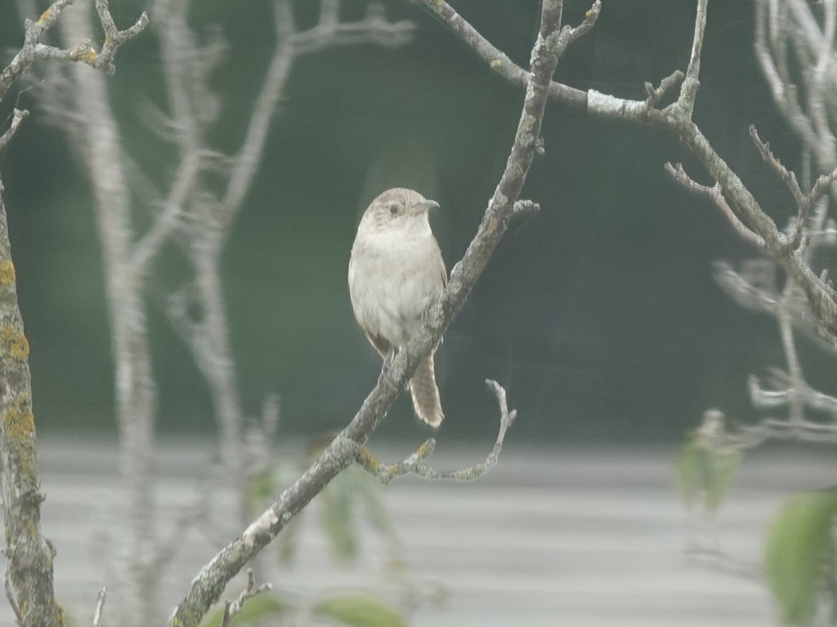 Northern House Wren - ML639959499