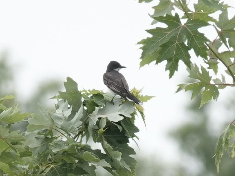Eastern Kingbird - ML639959516
