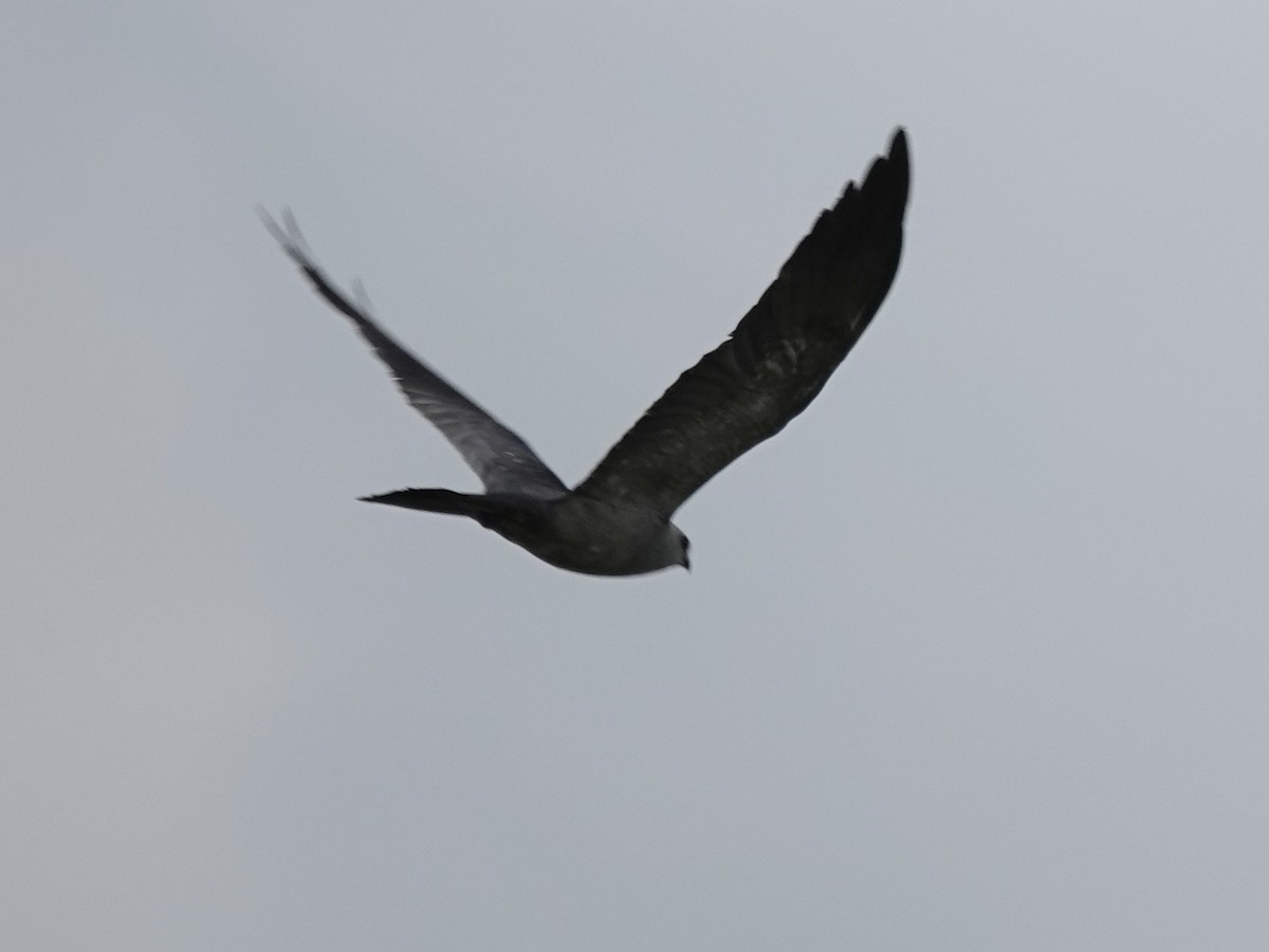 Mississippi Kite - ML639959549